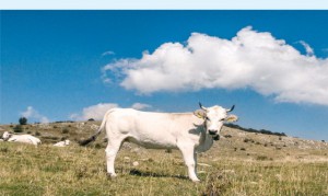 mucca