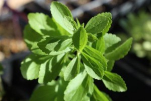 stevia