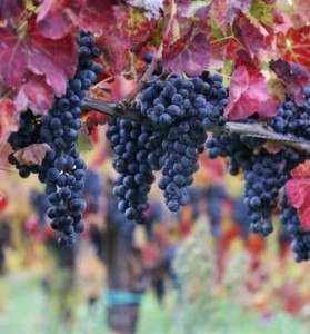 AGLIANICO DEL TABURNO DOC