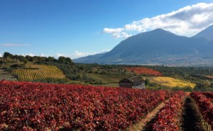 vinsannio