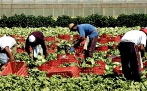 Caporalato-agricoltura