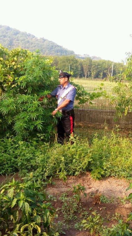 Scoperta dai Carabinieri coltivazione di marijuana nascosta tra piante di zucchine e fagiolini