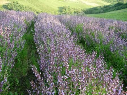 Riconvertire i terreni tabacchicoli oggi è possibile grazie all’aiuto del progetto ‘Ripot’ e delle piante officinali