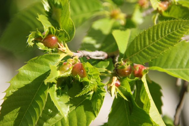 Castagneti, per gli agricoltori della Cia è emergenza ambientale in Campania