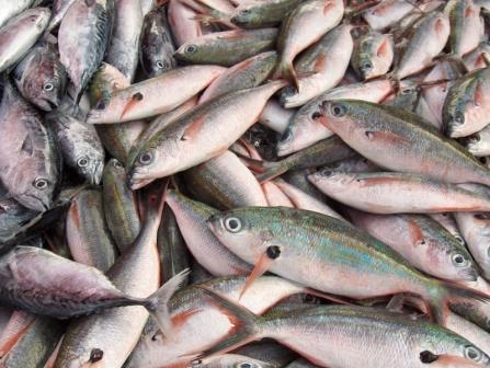 Sequestrato pesce mal conservato e privo di tracciabilità ed etichettatura