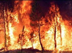 Prefettura, riunione di coordinamento per la prevenzione degli incendi boschivi