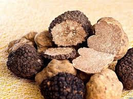 L’undici aprile esami per l’idoneità alla ricerca dei tartufi