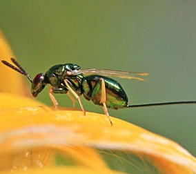 Insetti alieni danneggiano agricoltura, per Coldiretti è allarme ambientale