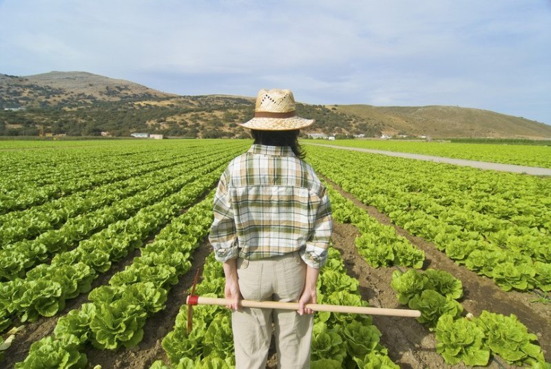 Rapporto Ismea-Svimez: l’agricoltura del sud è la più giovane d’Italia