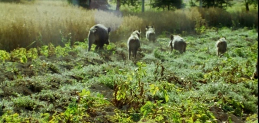 Danni da fauna selvatica, pubblicato elenco comuni per fondi Psr 14/20