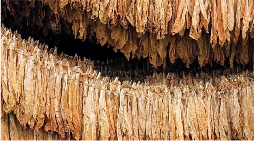 Nel comparto tabacco nasce la più grande organizzazione di produttori italiana. Produttori anche da Benevento