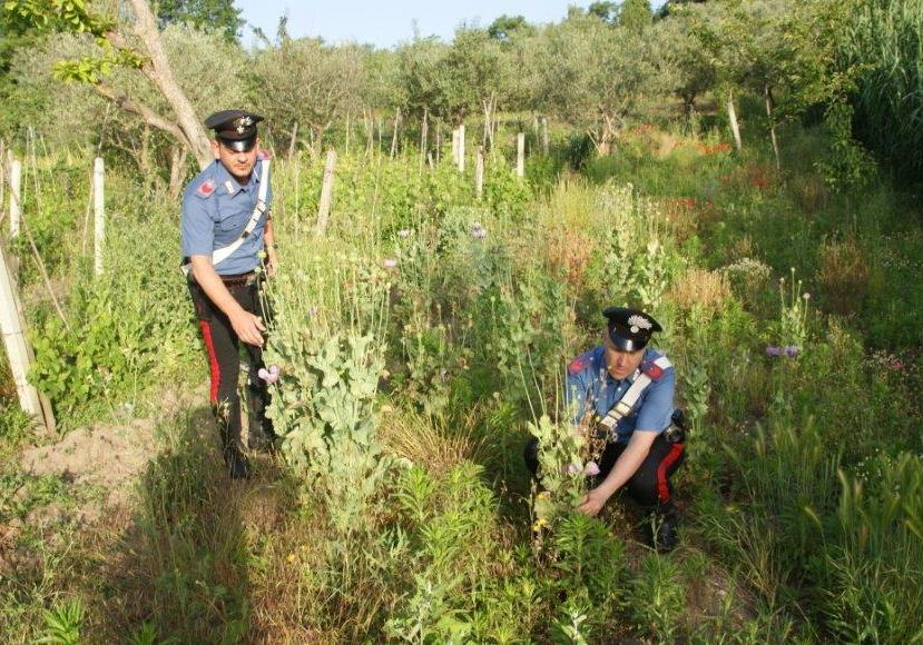 Baselice, trovata dai Carabinieri una piantagione di papavero da oppio