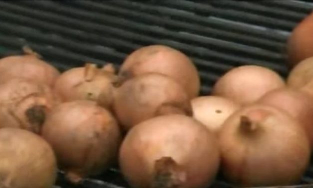 Verso il presidio Slow Food della cipolla di Airola. Venerdì presentazione nella Sala Consiliare