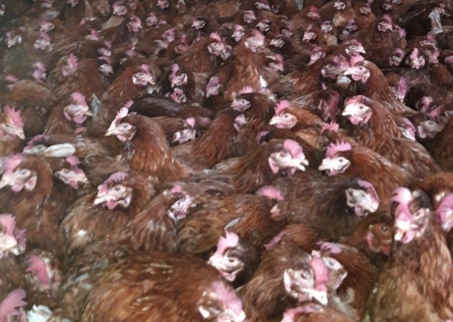 Controlli in aziende avicole nel territorio di Sant’Agata, individuato focolaio di salmonellosi