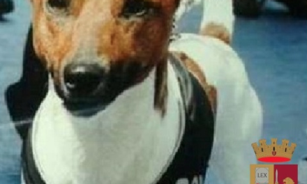 Pocho, il cane poliziotto colpisce ancora. Spacciatore in manette