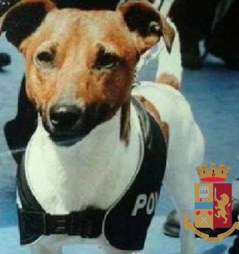 Pocho, il cane poliziotto colpisce ancora. Spacciatore in manette