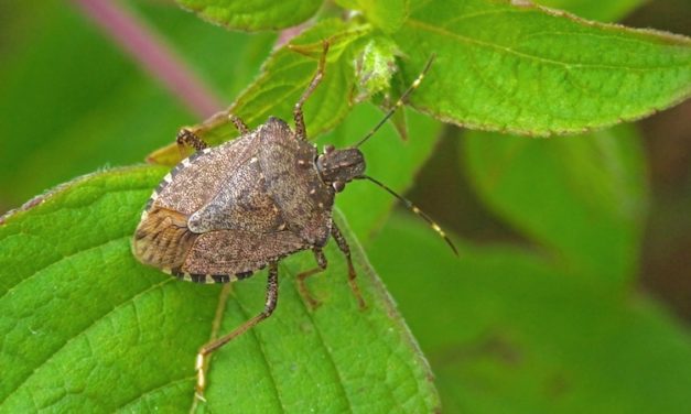 Cimice asiatica, la Regione accoglie la richiesta della Coldiretti