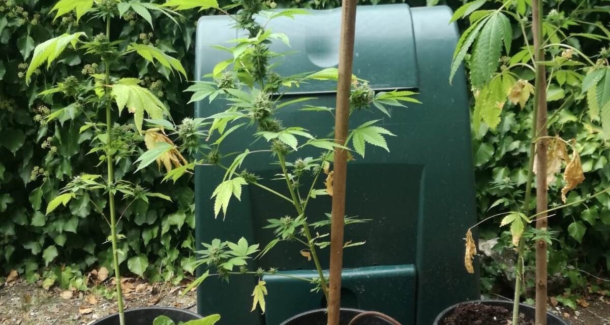 Due sanniti denunciati per coltivazione e detenzione di stupefacenti