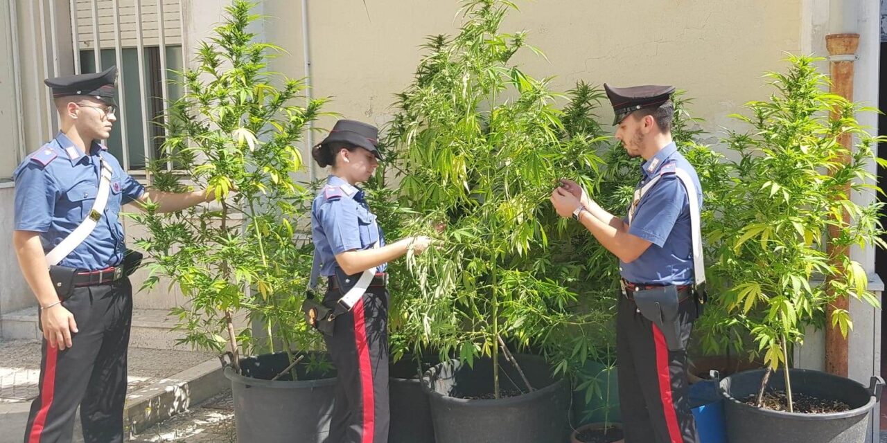 Telese, coltivatori di marijuana colti in flagrante