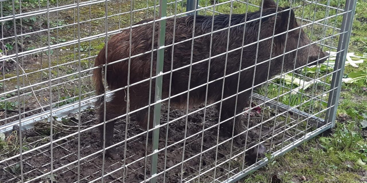 Benevento, catturato il cinghiale che si aggirava nei pressi dell’Arco di Traiano