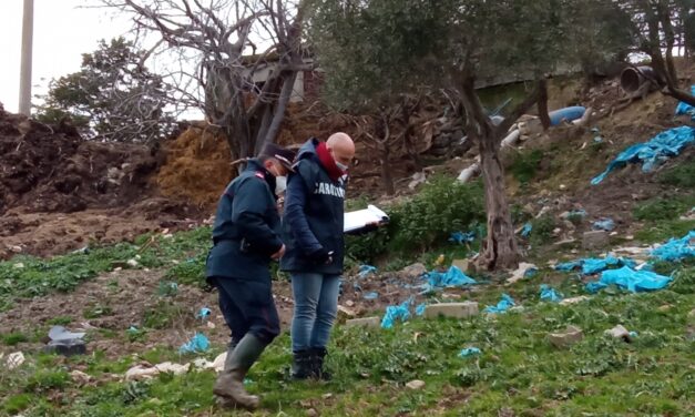 Fortore, azienda zootecnia nel mirino dei forestali