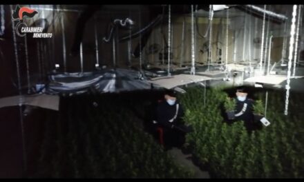 Puglianello, maxi sequestro di piante di cannabis