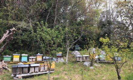 Giornata della Terra: le api, sentinelle dell’ambiente, nel cuore delle 4 AC di EarthBeat