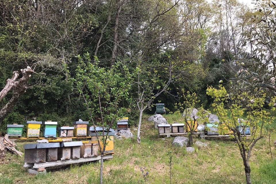 Giornata della Terra: le api, sentinelle dell’ambiente, nel cuore delle 4 AC di EarthBeat