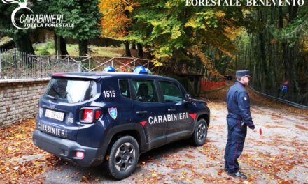 Arresto in flagranza per furto aggravato di piante in Cusano Mutri