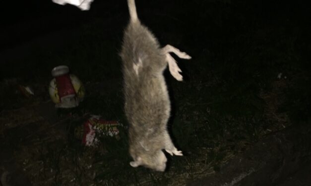 Topi a Benevento in via Columbro, l’allarme dei residenti: “Siamo invasi”