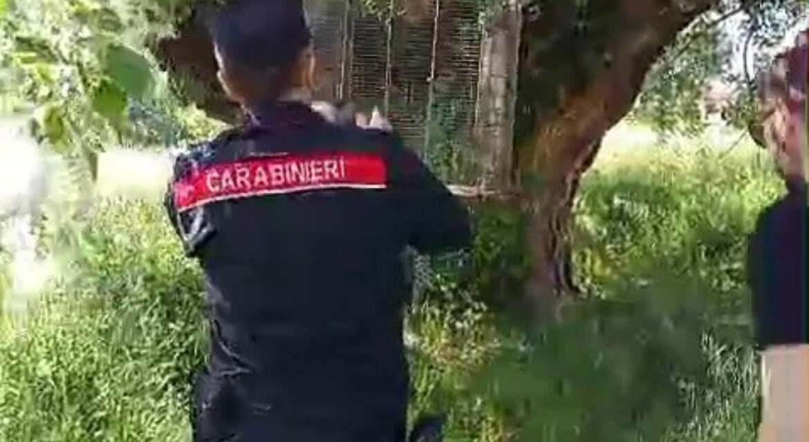 Montesarchio, i Carabinieri Forestali sequestrano un falco  ingabbiato illegalmente