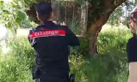 Montesarchio, i Carabinieri Forestali sequestrano un falco  ingabbiato illegalmente